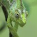 Chamelion 140409_2